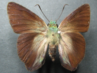 Adult, male, upperside: Green Awl (Hasora discolor mastusia)