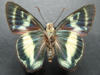 Adult, male, underside: Green Awl (Hasora discolor mastusia)