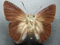 Adult, female, upperside: Green Awl (Hasora discolor mastusia)
