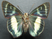 Adult, female, underside: Green Awl (Hasora discolor mastusia)