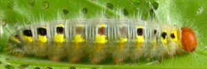 Final instar larva, side view: Green Awl (Hasora discolor mastusia)