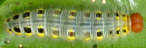 Final instar larva, top view: Green Awl (Hasora discolor mastusia)
