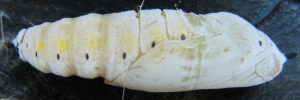 Pupa, side view: Green Awl (Hasora discolor mastusia)