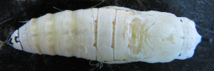 Pupa, top view: Green Awl (Hasora discolor mastusia)
