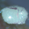 Egg, egg: Broad-banded Awl (Hasora hurama hurama)