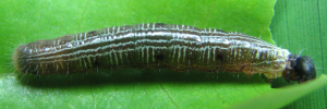 Final instar larva, top view: Broad-banded Awl (Hasora hurama hurama)