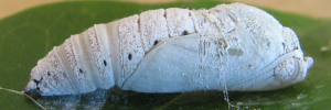 Pupa, side view: Broad-banded Awl (Hasora hurama hurama)