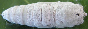 Pupa, top view: Broad-banded Awl (Hasora hurama hurama)