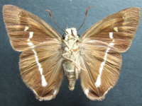 Adult, male, underside: Narrow-banded Awl (Hasora khoda haslia)