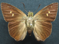 Adult, female, upperside: Narrow-banded Awl (Hasora khoda haslia)