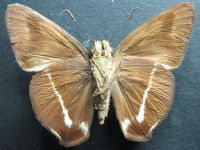 Adult, female, underside: Narrow-banded Awl (Hasora khoda haslia)