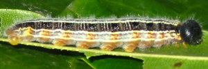 Final instar larva, side view: Narrow-banded Awl (Hasora khoda haslia)