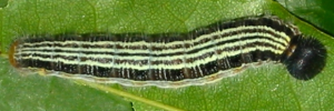 Final instar larva, top view: Narrow-banded Awl (Hasora khoda haslia)