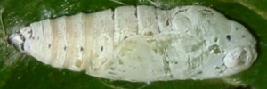 Pupa, side view: Narrow-banded Awl (Hasora khoda haslia)