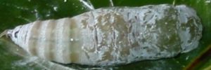 Pupa, top view: Narrow-banded Awl (Hasora khoda haslia)