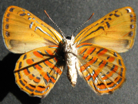 Adult, female, underside: Copper Jewel (Hypochrysops apelles apelles)