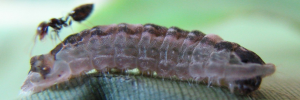 Final instar larva, side view: Copper Jewel (Hypochrysops apelles apelles)