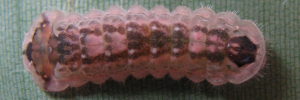 Final instar larva, top view: Copper Jewel (Hypochrysops apelles apelles)