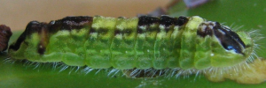 Final instar larva, side view: Copper Jewel (Hypochrysops apelles apelles)