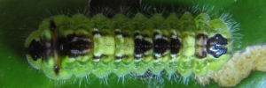 Final instar larva, top view: Copper Jewel (Hypochrysops apelles apelles)