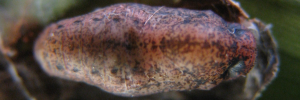 Pupa, top view: Copper Jewel (Hypochrysops apelles apelles)