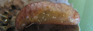 Pupa, side view: Apollo Jewel (Hypochrysops apollo phoebus)