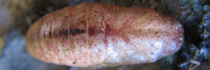 Pupa, top view: Apollo Jewel (Hypochrysops apollo phoebus)