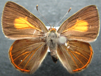 Adult, female, upperside: Yellow Jewel (Hypochrysops byzos)