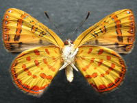 Adult, female, underside: Yellow Jewel (Hypochrysops byzos)