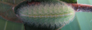 Final instar larva, top view: Yellow Jewel (Hypochrysops byzos)