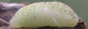 Pupa, side view: Yellow Jewel (Hypochrysops byzos)