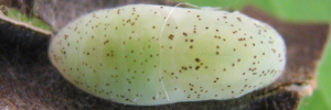 Pupa, top view: Yellow Jewel (Hypochrysops byzos)