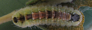 Final instar larva, top view: Cyane Jewel (Hypochrysops cyane)