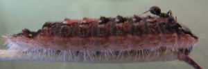 Final instar larva, side view: Cyane Jewel (Hypochrysops cyane)