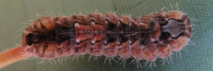 Final instar larva, top view: Cyane Jewel (Hypochrysops cyane)