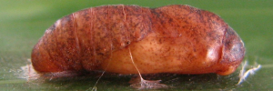 Pupa, side view: Cyane Jewel (Hypochrysops cyane)
