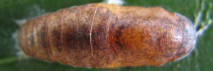 Pupa, top view: Cyane Jewel (Hypochrysops cyane)