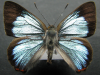 Adult, male, upperside: Moonlight Jewel (Hypochrysops delicia delicia)