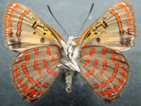 Adult, male, underside: Moonlight Jewel (Hypochrysops delicia delicia)