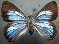 Adult, female, upperside: Moonlight Jewel (Hypochrysops delicia delicia)