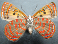 Adult, female, underside: Moonlight Jewel (Hypochrysops delicia delicia)