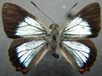 Adult, male, upperside: Moonlight Jewel (Hypochrysops delicia delicia)
