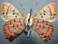 Adult, male, underside: Moonlight Jewel (Hypochrysops delicia delicia)