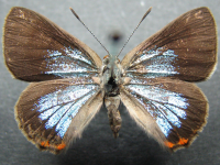 Adult, female, upperside: Moonlight Jewel (Hypochrysops delicia delicia)