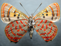 Adult, female, underside: Moonlight Jewel (Hypochrysops delicia delicia)