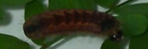 Final instar larva, top view: Moonlight Jewel (Hypochrysops delicia delicia)