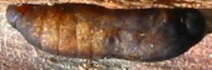 Pupa, side view: Moonlight Jewel (Hypochrysops delicia delicia)