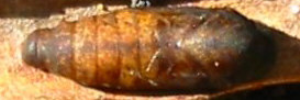 Pupa, top view: Moonlight Jewel (Hypochrysops delicia delicia)