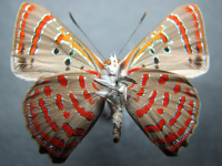 Adult, male, underside: Moonlight Jewel (Hypochrysops delicia duaringae)