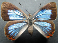 Adult, female, upperside: Moonlight Jewel (Hypochrysops delicia duaringae)